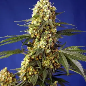 Strawberry Banana Gelato XL Auto Seeds by Sweet Seeds