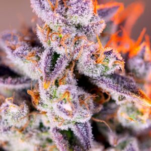 Tropicanna Poison XL Auto