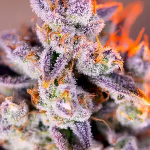Tropicanna Poison XL Auto Seeds by Sweet Seeds