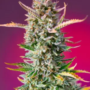 Gorilla Sherbet F1 Fast Version Feminized Seeds by Sweet Seeds