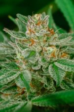 150401_2193367_pimcore_1_3