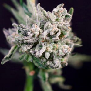 Papaya Bomb x GMO Cookies FAST