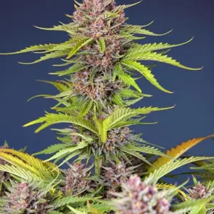 Mimosa Bruce Banner XL Auto Seeds by Sweet Seeds