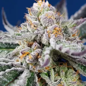Orange Apricot Glue XL Auto Seeds by Sweet Seeds