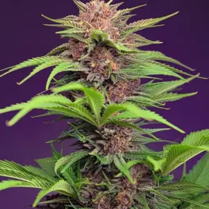 Red Mimosa XL Auto Seeds by Sweet Seeds