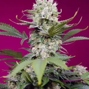 Sweet Mandarine Z XL Auto Seeds by Sweet Seeds