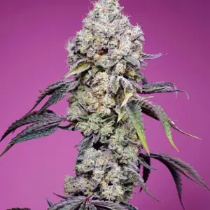 Sweet Mandarine Z F1 Fast Version Feminized Seeds by Sweet Seeds