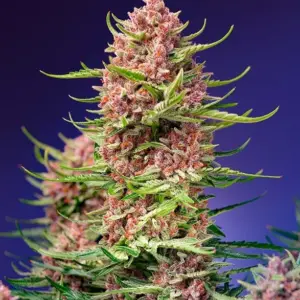 Strawberry Cola Sherbet F1 Fast Version Feminized Seeds by Sweet Seeds