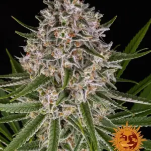 Lemon Haze Auto