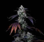 151512_1002545_pimcore