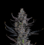 151515_1002560_pimcore