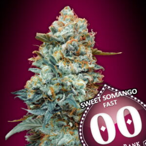Sweet Somango FAST