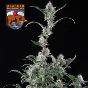 Alaskan Bananaberry Auto