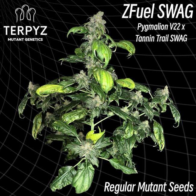 Zfuel Swag Regular