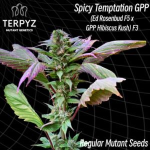 Spicy Temptation GPP Regular