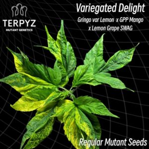 Variegated Delight Regular