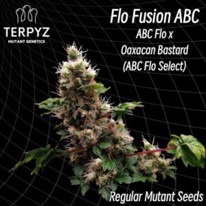 Flo Fusion ABC Regular