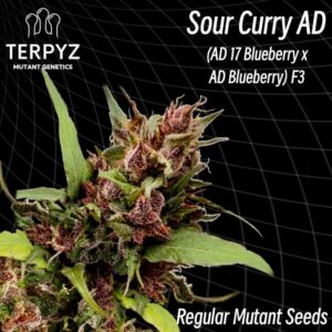 Sour Curry AD Regular