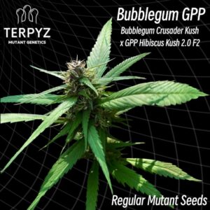 Bubblegum GPP Regular