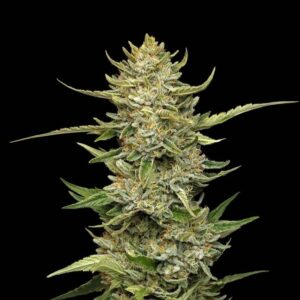 Sour Diesel Auto