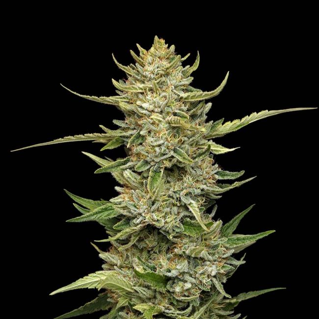 Sour Diesel Auto