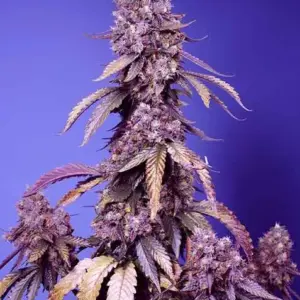 Black Muffin F1 Fast Version Feminized Seeds by Sweet Seeds