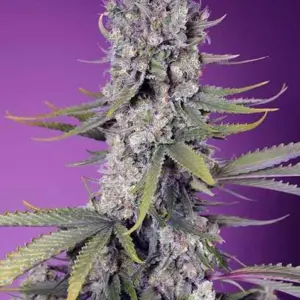 Papaya Zoap F1 Fast Version Feminized Seeds by Sweet Seeds