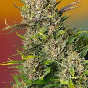 Papaya Zoap Auto Seeds by Sweet Seeds