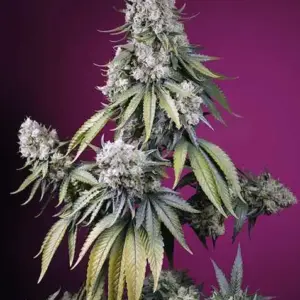 Jealousy Z XL Auto Seeds by Sweet Seeds