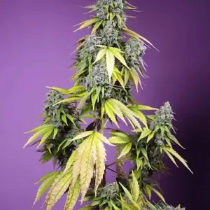 Jet Fuel Mandarine XL Auto Seeds by Sweet Seeds