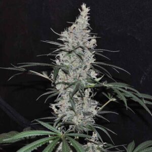 Oaxaca x Panama Regular