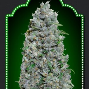 Afghan Mass XXL Auto