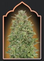 152625_2188849_pimcore_1_2