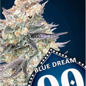 Blue Dream FAST