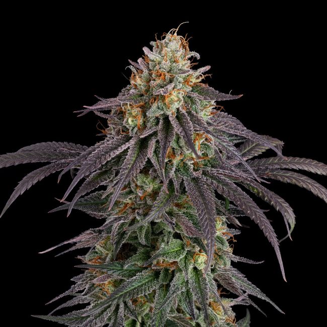 Guava Root GMO - Image 2