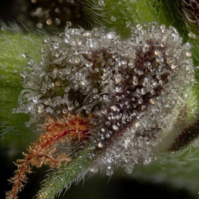 Guava Root GMO - Image 3