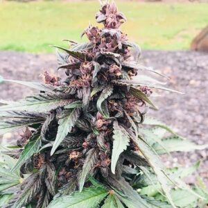 Purple Star CBD Auto