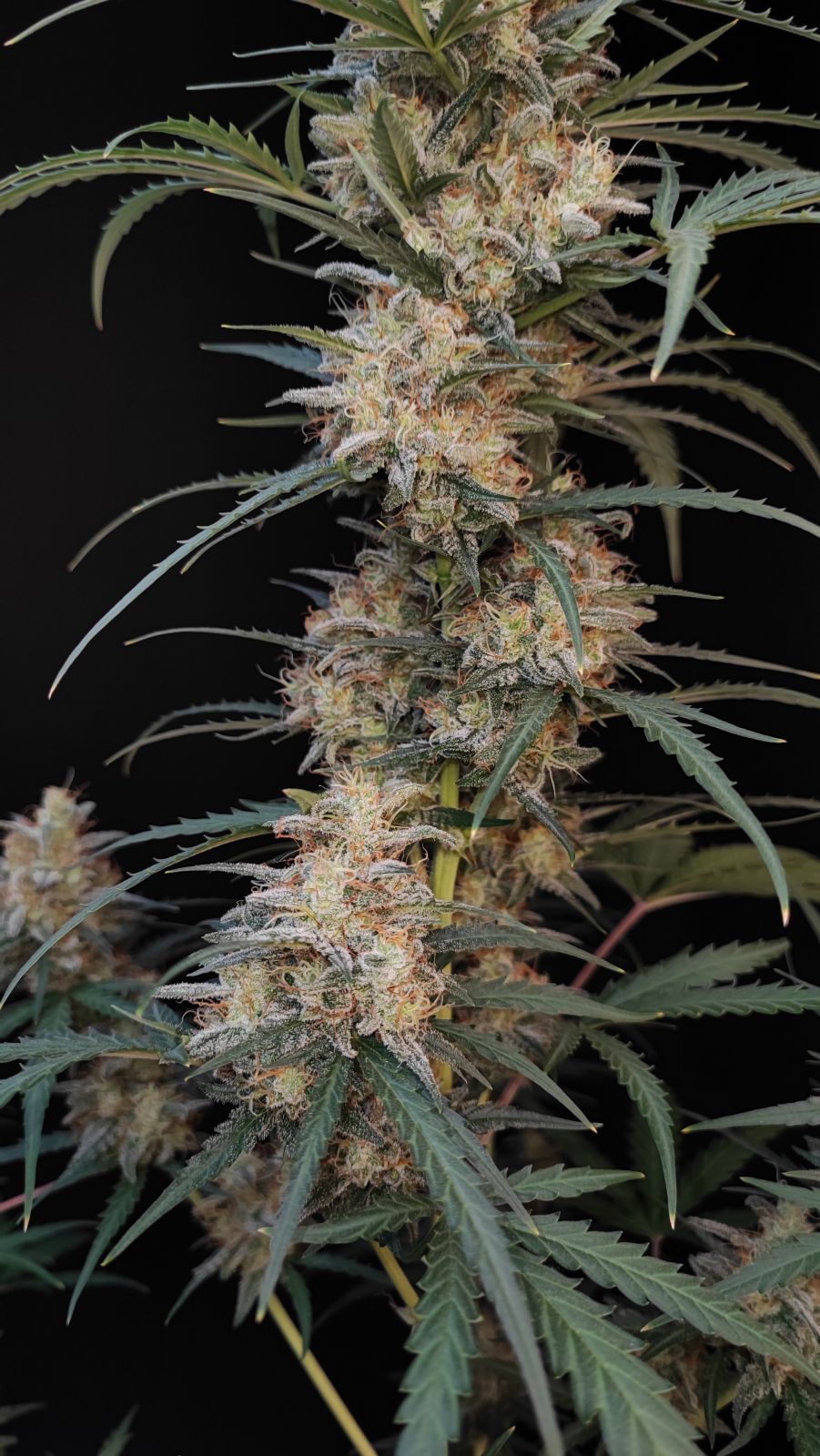 Original Chemdawg Auto - Image 2