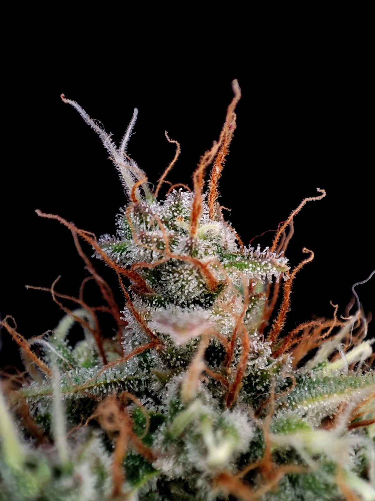 Guava Auto - Image 3