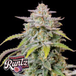 420-fast-buds-forbidden-runtz-auto