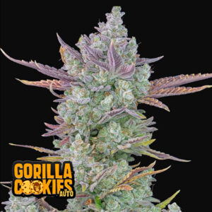Gorilla Cookies Auto