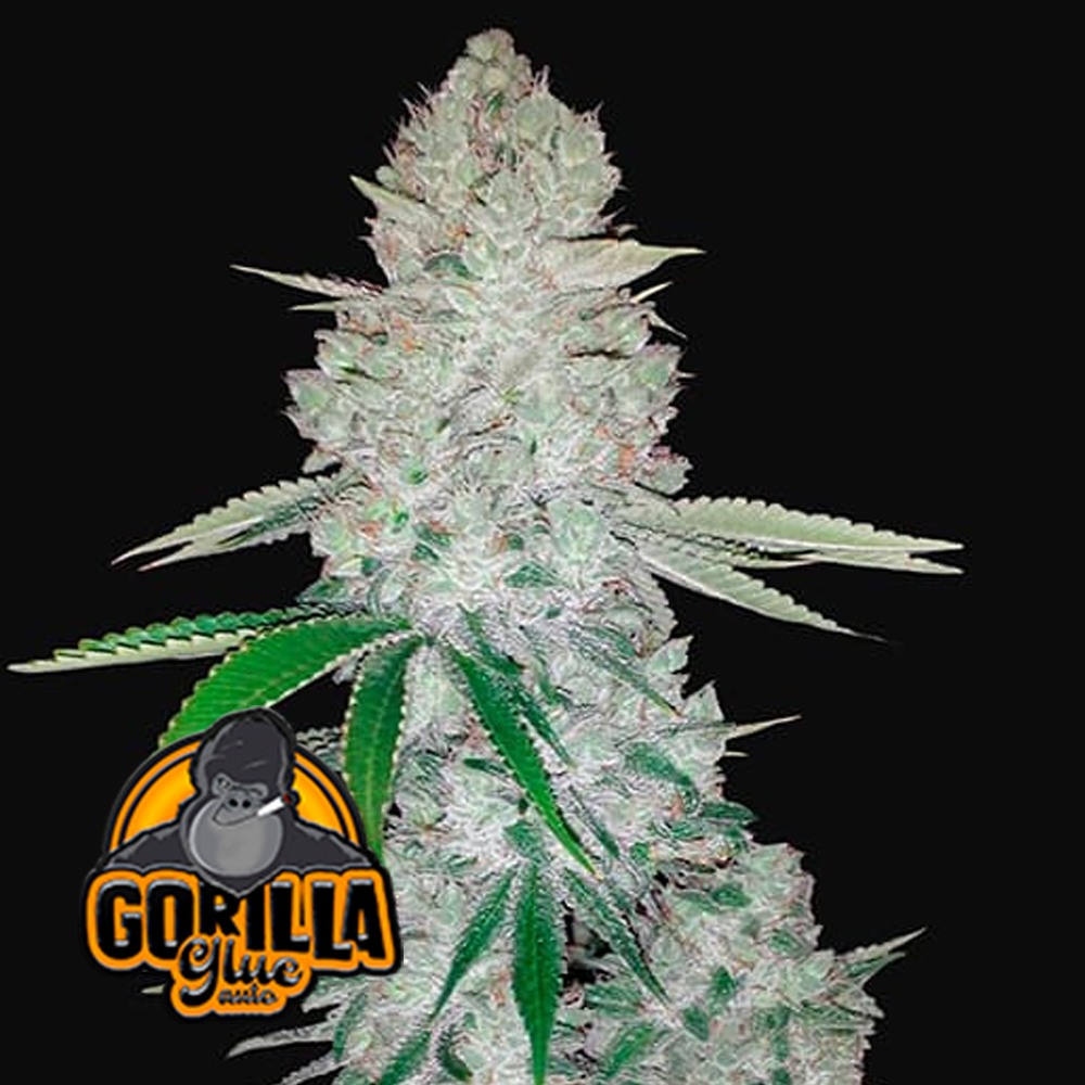 Gorilla Auto