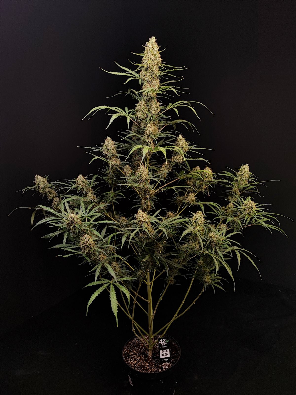 Original Jack Herer Auto - Image 3