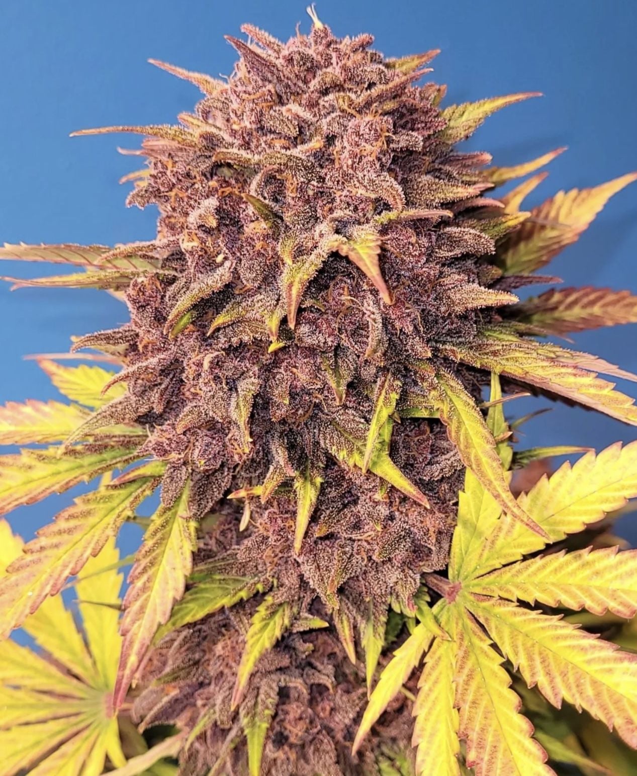Purple Lemonade Auto - Image 3