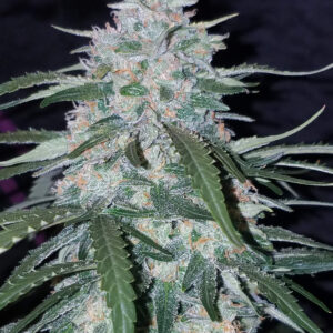 Pineapple Express Auto
