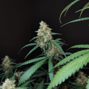 Original Cheese Auto