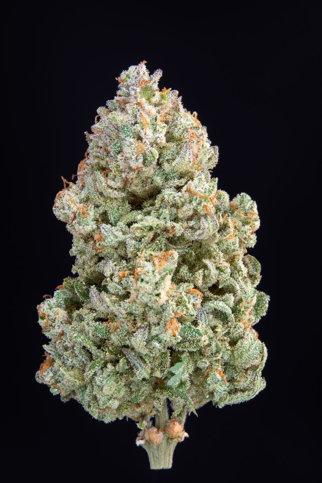 Original Afghan Kush Auto - Image 2