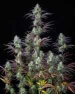 9edaa765097d79dc5eb69ce4c9940302