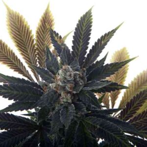 Banana Grape Soda Auto