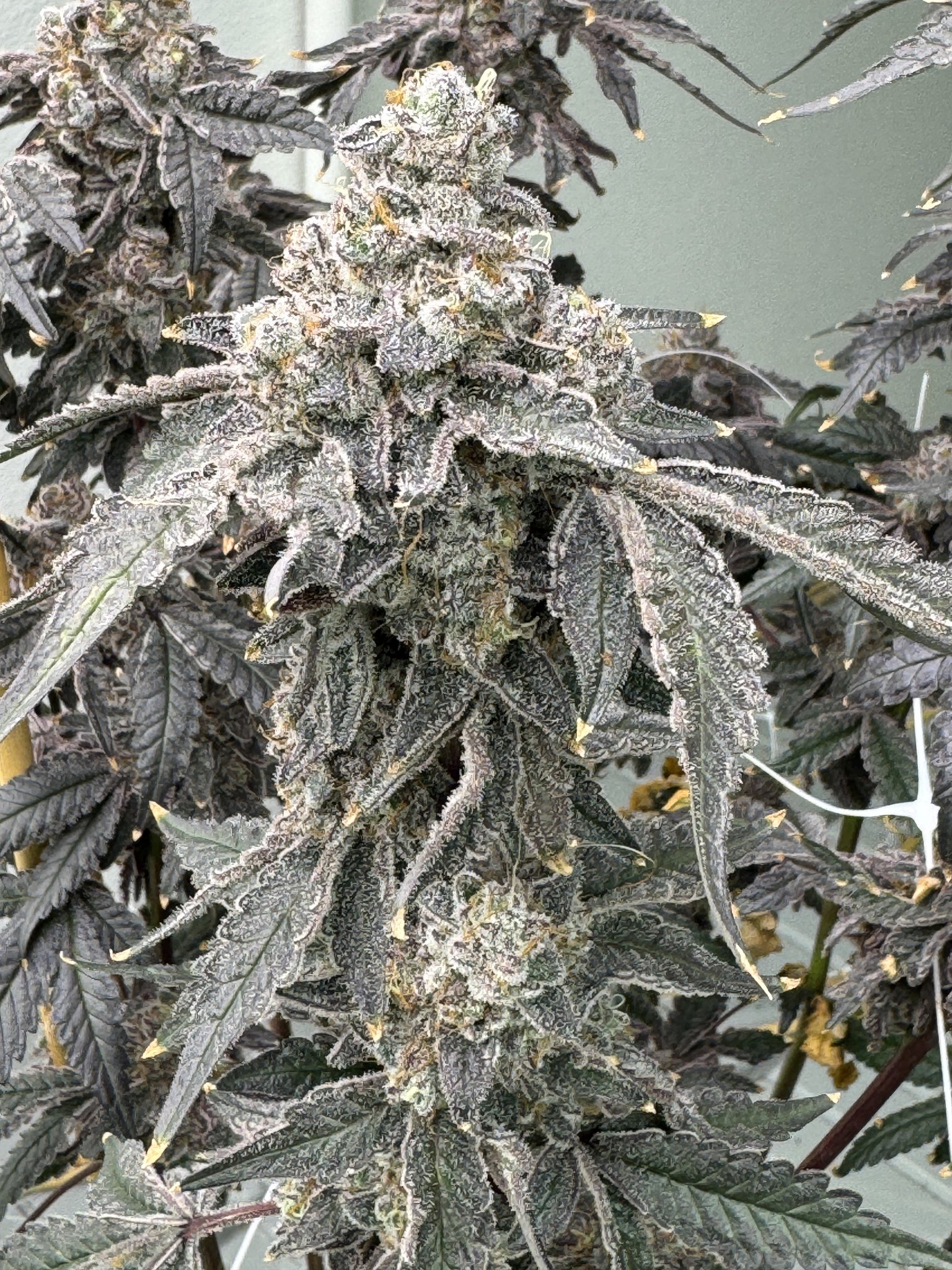 Banana Diesel - Image 2
